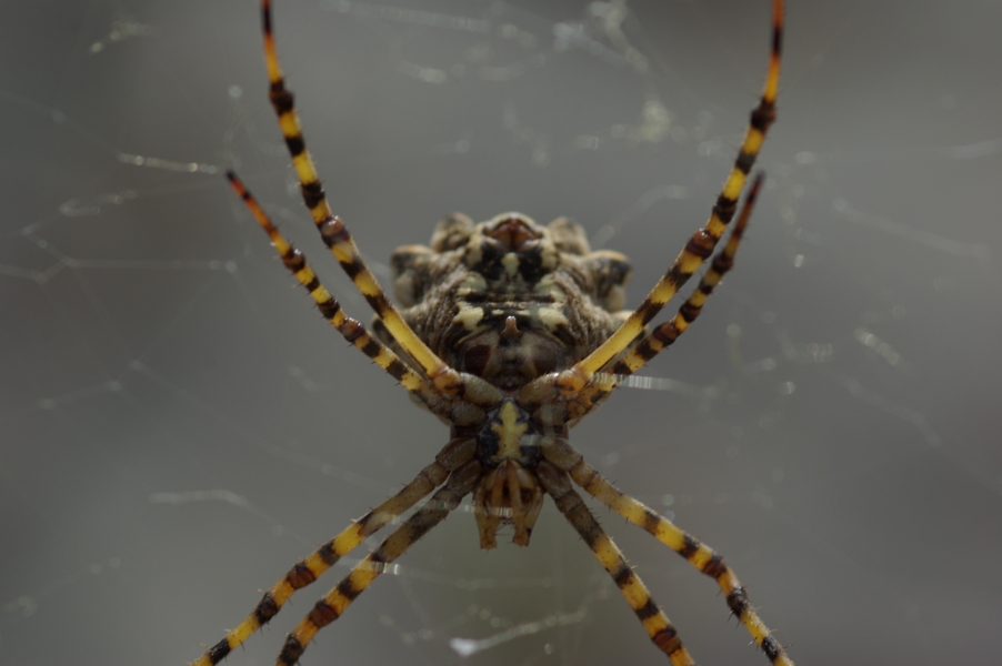 Argiope lobata